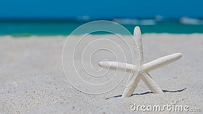 Starfish or Sea Star. Beach sand. Summer vacations. Ocean coast line. Bright sunny day and blue color of salt water. Florida parad Stock Photo