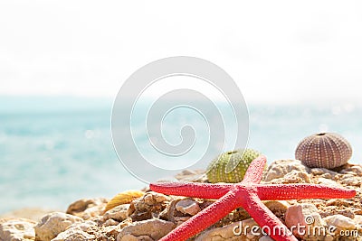 Starfish seashells beach summer background Stock Photo