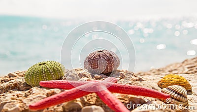 Starfish seashells beach summer background Stock Photo