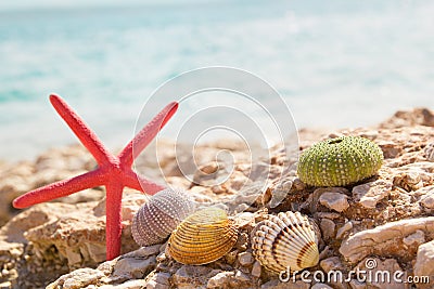 Starfish seashells beach summer background Stock Photo