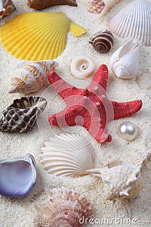 Starfish and shell on sand. Vertical background Stock Photo