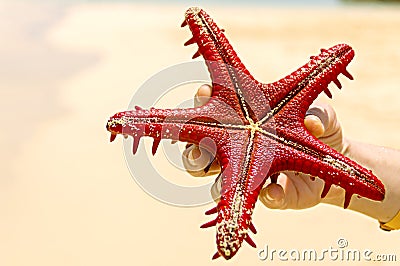 Starfish and shells on the Indian Ocean in Zanzibar. Summer photo. selective focus. nature in Africa. Stock Photo