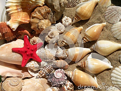 Starfish and shells Stock Photo