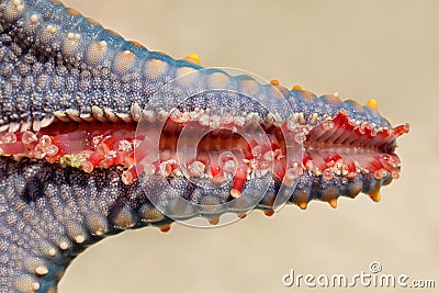 Starfish tentacle Stock Photo