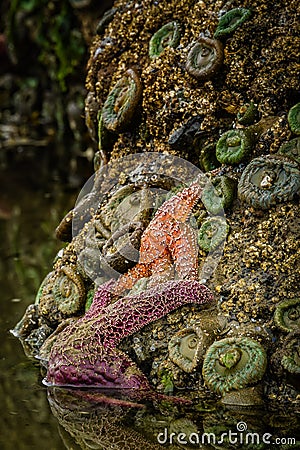 Starfish and Anemones, Oregon Coast Tidepools Stock Photo