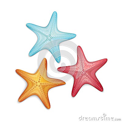 Starfish Vector Illustration