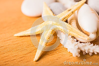 Starfish, white coral, shell on wood Stock Photo