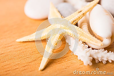 Starfish, white coral, shell Stock Photo