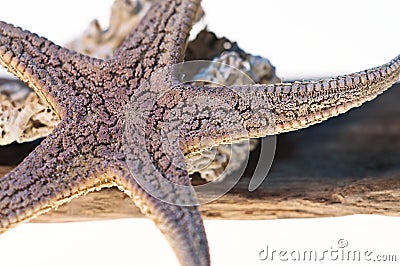 Starfish,marine species,life marine,decoration Stock Photo