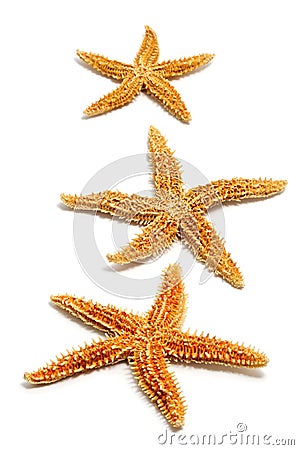 Starfishes Stock Photo