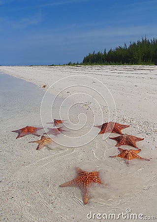 Starfishes at a key Stock Photo