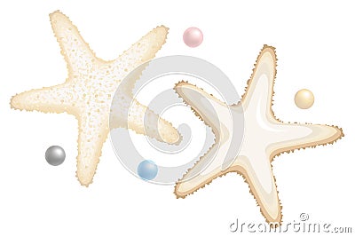 Starfishes and Perls Isolated on White Vector Illustration