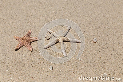 Starfishs on sandy beach Stock Photo