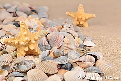Starfishs and seashells close-up in a beach sand Stock Photo