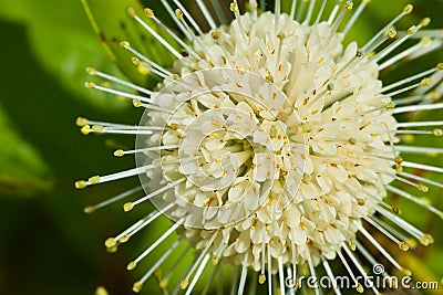 Cephalanthus occidentalis Stock Photo