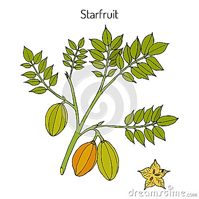 Starfruit Averrhoa carambola , medicinal plant Vector Illustration