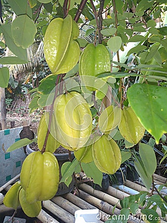 Starfruit,it is unique fruit,it contains alot of c vitamin Stock Photo