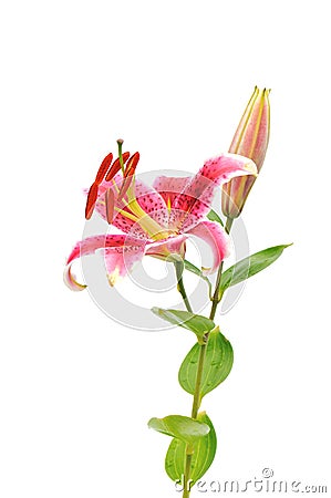Stargazer lilies isolated on white background Stock Photo