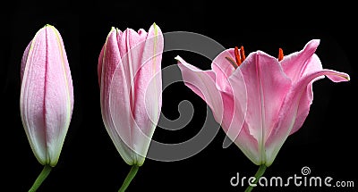 Stargazer Lily time lapse Stock Photo