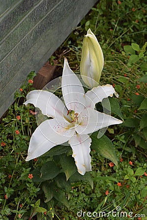 Stargazer White Lily Blossom with Bud Stock Photo