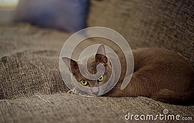 A staring cat Stock Photo