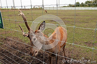 staring deer against the iron fence Stock Photo