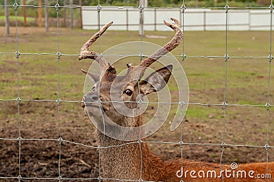 staring deer against the iron fence Stock Photo