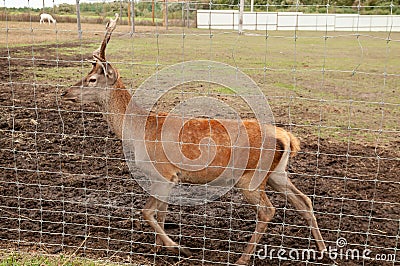 staring deer against the iron fence Stock Photo