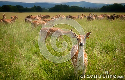 Staring deer in Dublin Phoenix Park Stock Photo