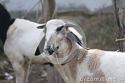 A staring domestic sheep with vibrant shiny eyes. This herbivore animal is soft in nature and grazes all day long Stock Photo