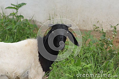 A staring domestic sheep with vibrant shiny eyes. This herbivore animal is soft in nature and grazes all day long Stock Photo