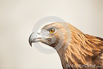 Staring golden eagle Stock Photo