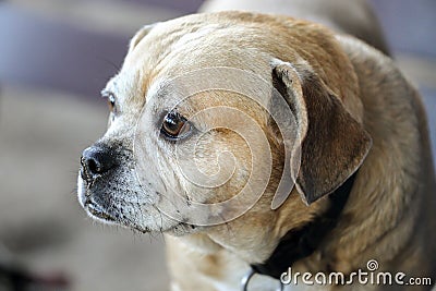 Staring Puggle Stock Photo