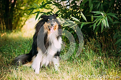 Staring To Camera Tricolor Scottish Rough Long-Haired Collie Lassie Stock Photo