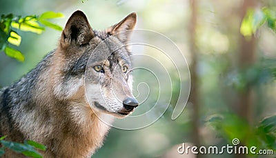 Staring into the yellow ember eyes of a male wolf animal portrait and wild life conservatory Stock Photo