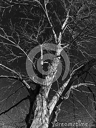 Stark Infrared Tree in Black and White Stock Photo