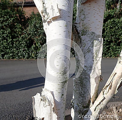 Stark white bark of Betula utilis common name White Birch Stock Photo