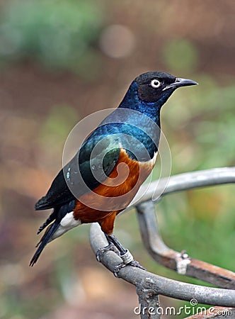 Starling Stock Photo