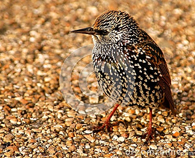 Starling Stock Photo