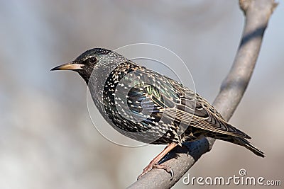 Starling Stock Photo