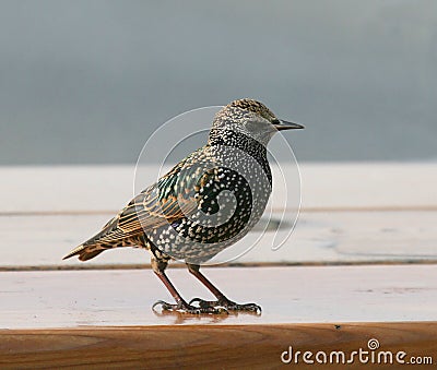 Starling Stock Photo