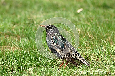 Starling Stock Photo