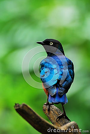 Superb Starling Bird Stock Photo