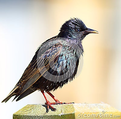 Starling bird Stock Photo