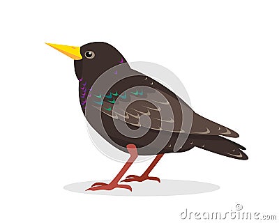 Starling bird icon isolated on white background. Vector Illustration