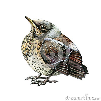 Starling bird small chick. Baby bird thrush watercolor illustration. Common thrush backyard avian. Isolated on white Cartoon Illustration