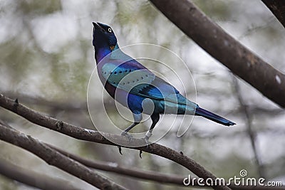 Starling Bird Stock Photo