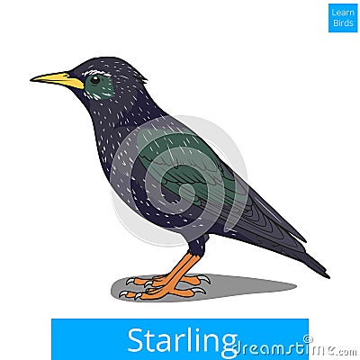 Starling learn birds educational game vector Vector Illustration