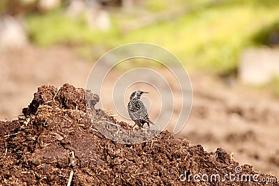 Starling and manure Stock Photo