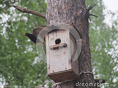 Ð­Starling near the birdhouse. Artificial bird& x27;s nest Stock Photo